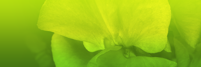 在线电话轰炸机